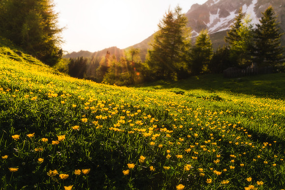 Blumenwiese